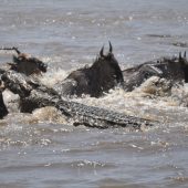  The Serengeti, TZ